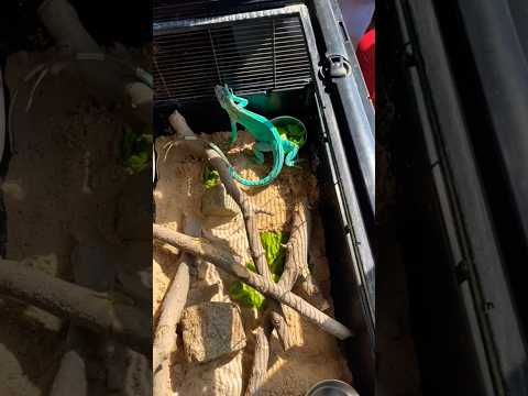 Shorts حربايه سبحان الله