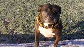 Pensioner Staffordshire Bull Babe Dolly.