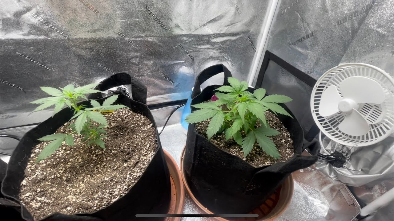 Early Veg + Pressure sprayer raises PH ILGM Autoflower Grow Bruce Banner & Girl Scout Cookies E2 S2