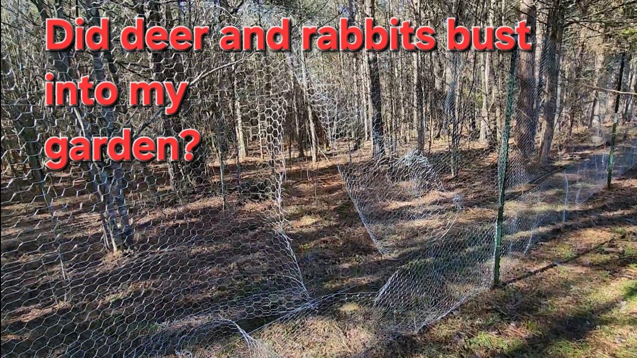 Using chicken wire to keep deer and rabbits out of my garden. 