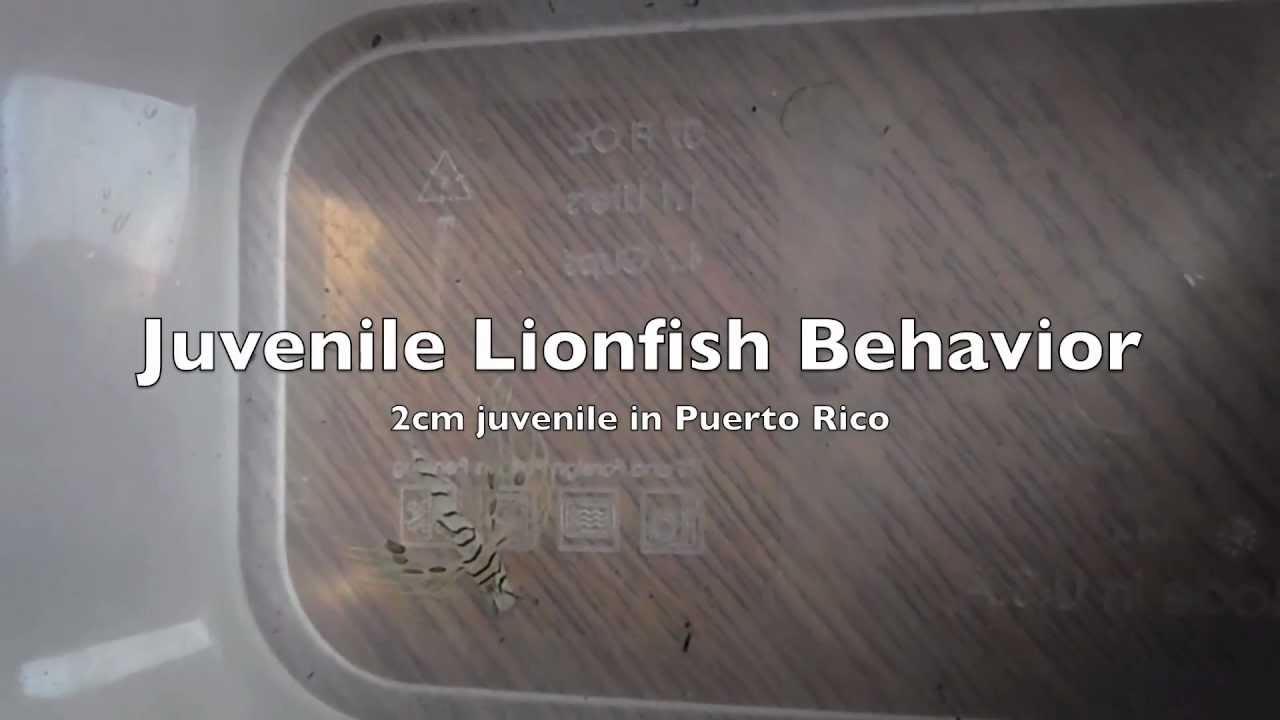 Behavior of Juvenile Lionfish Puerto Rico