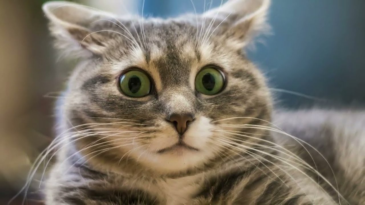 Самая старая кошка в мире. Чем кормить кошку в домашних условиях ...