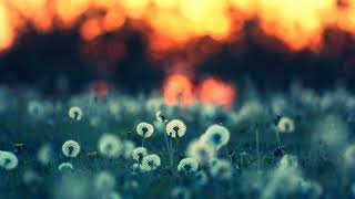 Sunset in the garden