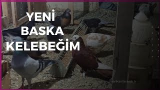 Yeni BASKA kelebek aldım