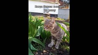 Теперь Домой Не Загонишь 😀#Shortscats #Cat #Tiktok #Приколы #Смех #Смех_До_Слез