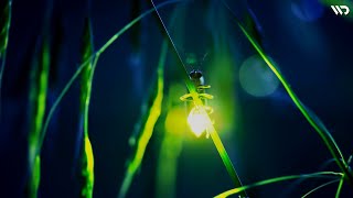 Kunang-Kunang: Pencipta Cahaya yang Mengalahkan Lampu Pijar