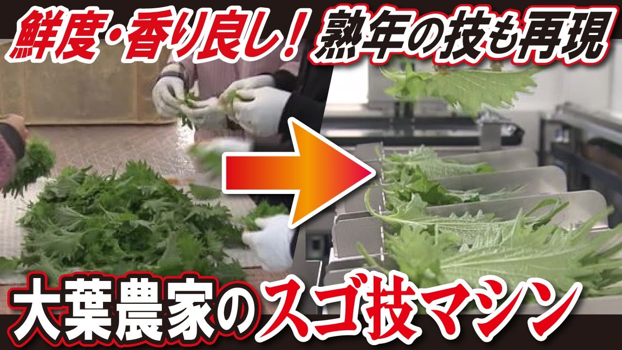 AI used in shiso leaf production (LBS Nagoya)] Aichi Prefecture