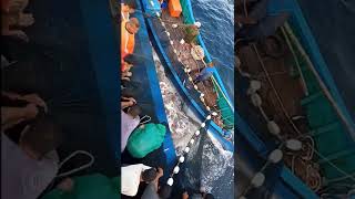 Amazing Big Catch Fishing Skill Net Fishing In The Sea shorts