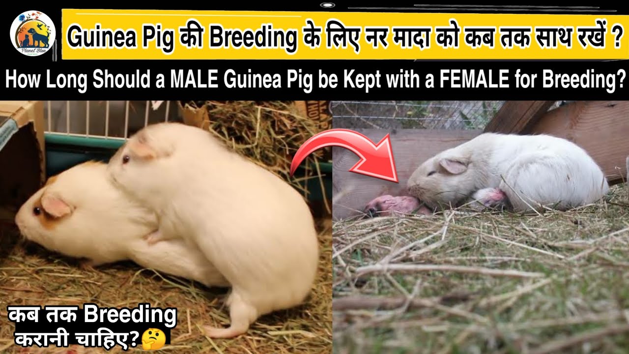How long should a male guinea pig be kept with a female for Breeding