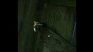 Download lagu Slow Motion Fireflies w JJ Grey Mofro Arkansas flying insects bioluminescence glowing