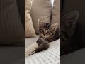 so crazy #viral #trending #short