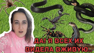 Случаи из моей жизни.. Змеи, пауки, скорпионы и другая живность в Турции