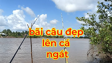 Câu cá thiên nhiên | bãi câu sông lớn  cá ăn liên tục lên cá ngát