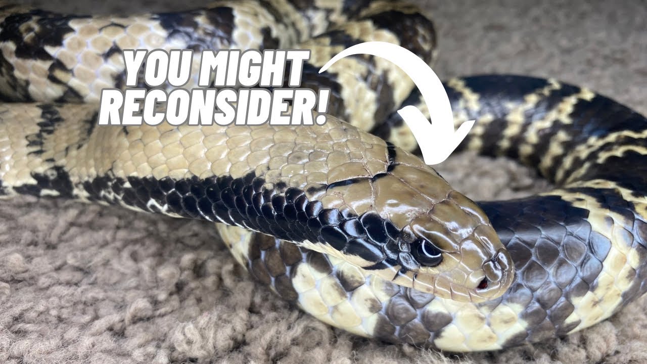 So you think you want a false water cobra huh? Pros and cons after one year of ownership!