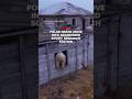 Polar bears move into abandoned Soviet research station