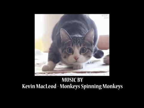 【VLOG、日常BGM】Monkeys Spinning - MonkeysKevin MacLeod (作業用、編輯用、兩分鐘長度)