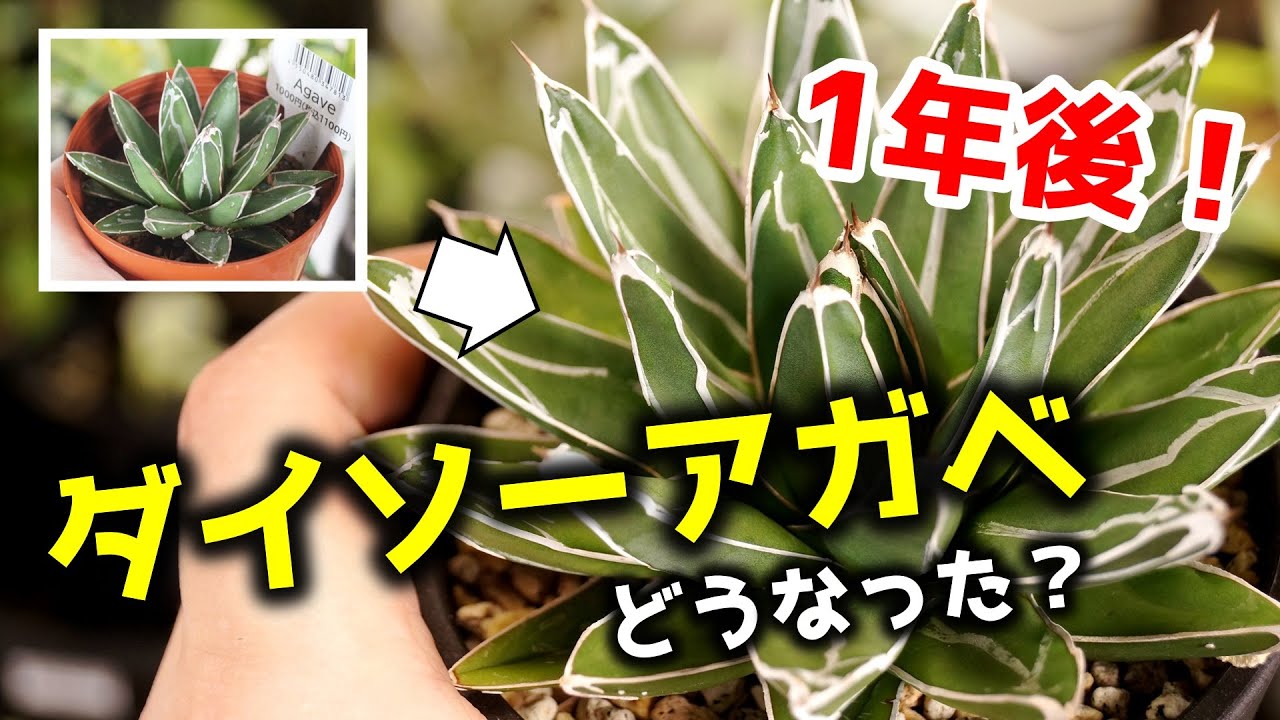 ダイソー系列1000円アガベは買い…？1年育てたら初心者必見の強健イケメン観葉植物だった件！【100均園芸】