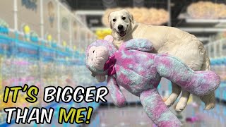 Dog Meets Giant Teddy Bear!