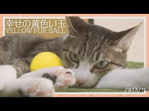 【猫】幸せの黄色い玉遊び
