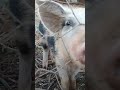 #animals #video #youtube #viral #shortshorts #shorts