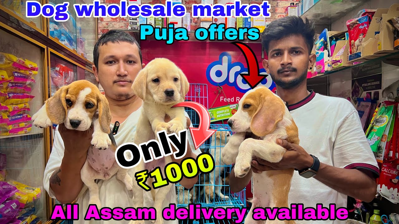 Всего 1000 рупий за ПЭТ | Оптовый рынок товаров для животных в Гувахати | Доставка по всему Ассам...