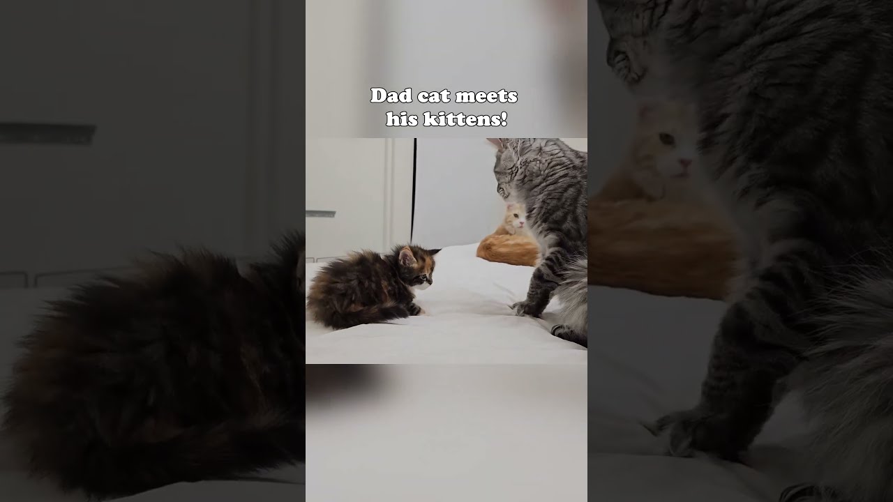 Dad Cat Meets Kitten Mainecoon