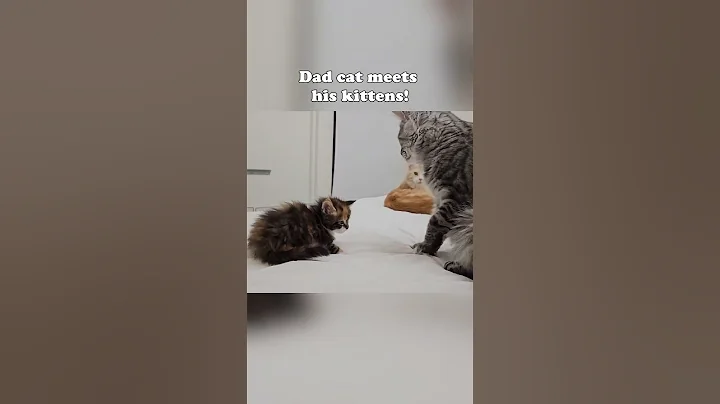 Dad Cat Meets Kitten! #mainecoon #kitten thumbnail