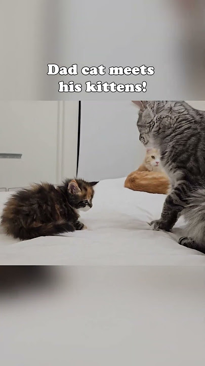 Dad Cat Meets Kitten! #mainecoon #kitten