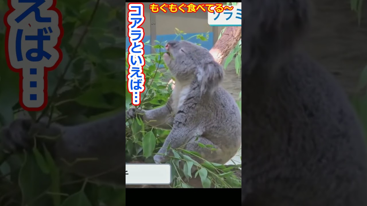 【戸北美月】もぐもぐ食べてるコアラを見てあの人を思い浮かべる美人お天気キャスターみーちゃん【ウェザーニュースLiVE切り抜き】 #かわいい