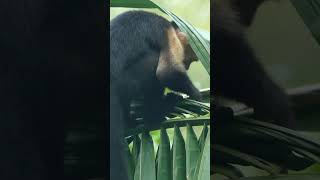 EXPLORING Costa Rica  Unbelievable Animals in shorts  travelguide travel