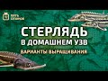 #17 Стерлядь в домашнем узв. Варианты выращивания