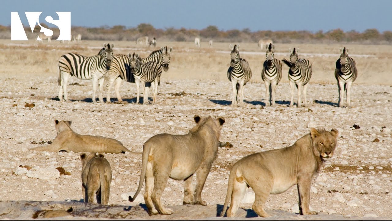 OKAVANGO | El Despertar de la Vida Salvaje con la Llegada del Agua - Documental Animal