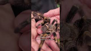 Big Bugs to See at Long Island Aquarium