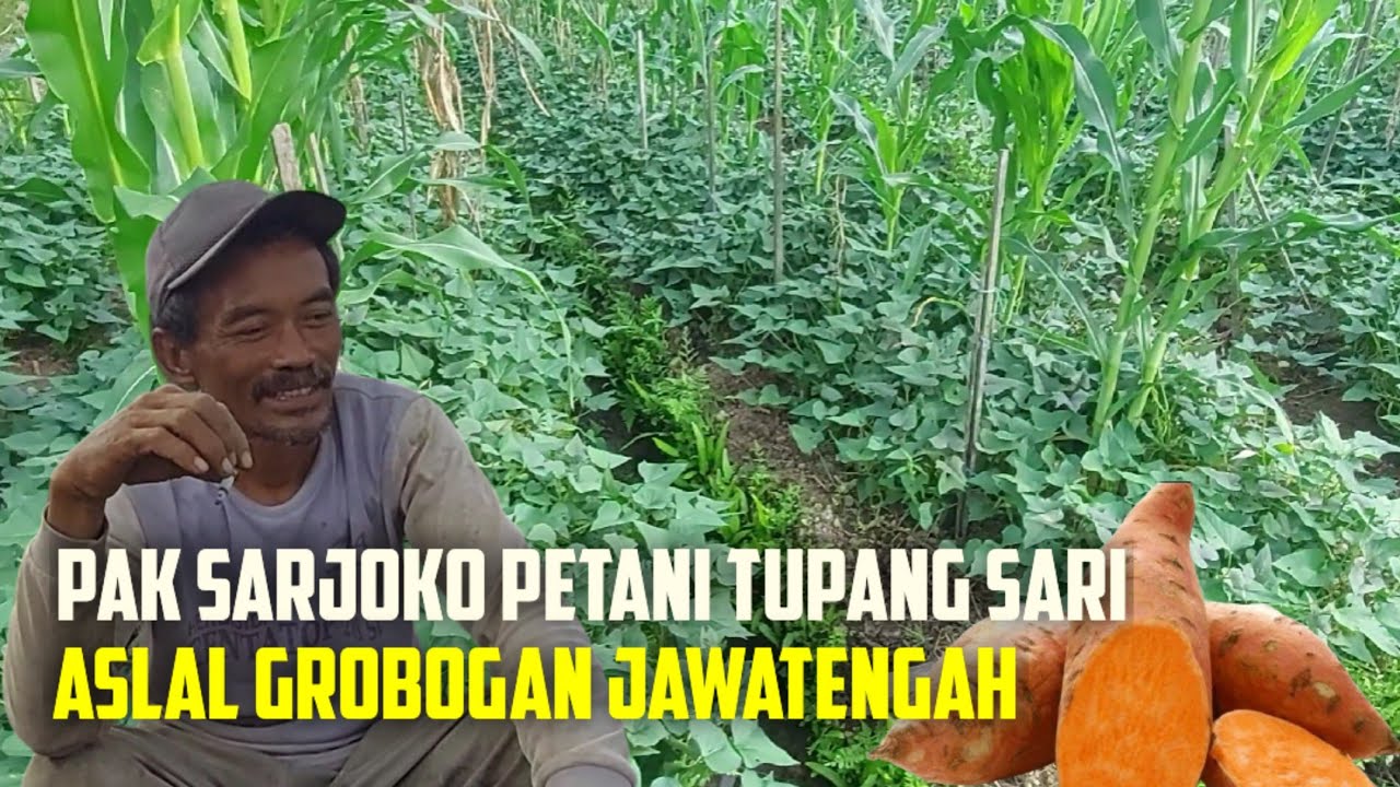 PAK SARJOKO PETANI TRANSMIGRASI ASL GROBOGAN JAWATENGAH