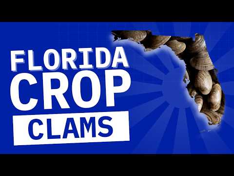 Florida Clams!