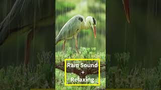 Tranquil Rain Sounds for Peaceful Sleep #shorts