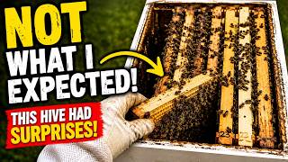 This Hive Looked Fine… Until I Opened It | Long Langstroth Hive Inspection