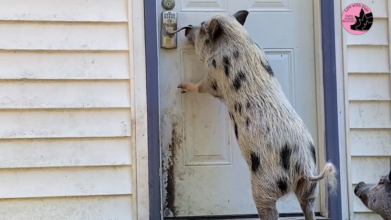 Pig Learns to Open Door and Let Her Family Inside House