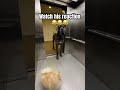 Wrong Elevator (Pomeranian version) 😭🐶 #dog #shorts