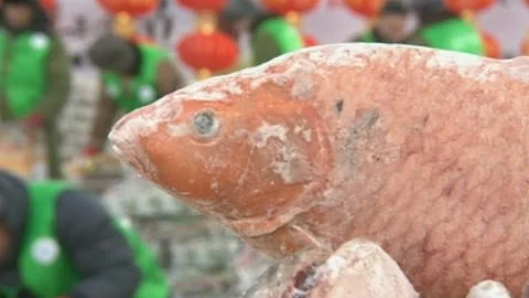 Fish Warehouse Bustling As Winter Fishing Kicks off in Northeast China Lake - DayDayNews