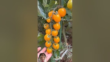 cách người Trung Quốc Thu hoạch cà chua có nhiều loại màu sắc hình thù khác nhau