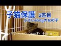 [野良猫親子] 子猫保護4 2匹目の子猫保護しました
