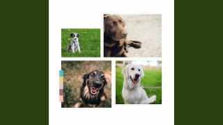 Details Background for Number One Pets Guide