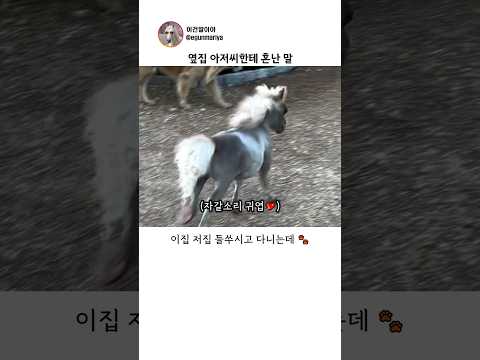 옆집 아저씨한테 혼난 말 thumbnail