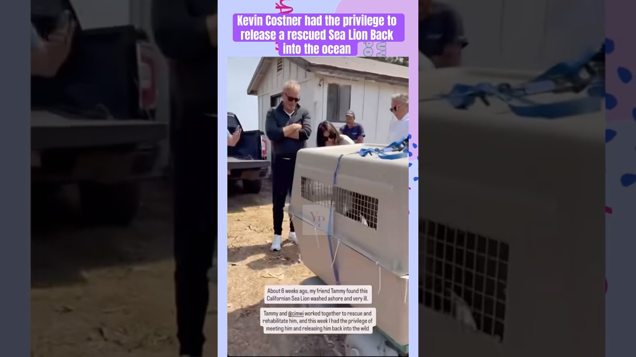 Kevin Costner had the privilege to release a rescued Sea Lion Back into the ocean