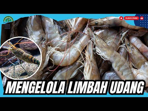Fermentasi Udang
