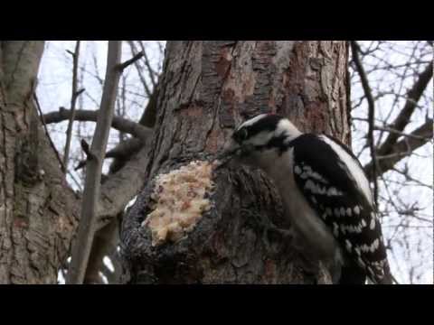 Backyard Birding Make Every Tree A Bird Feeder 