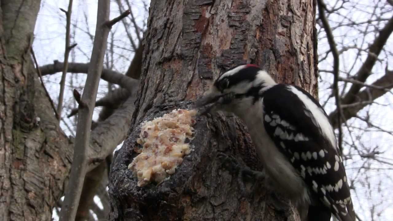 Backyard birding: Make every tree a bird feeder