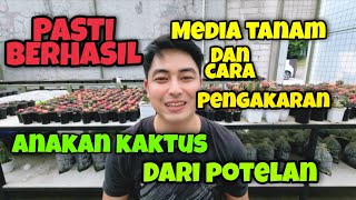 CARA MENGAKARKAN POTELAN ANAK KAKTUS