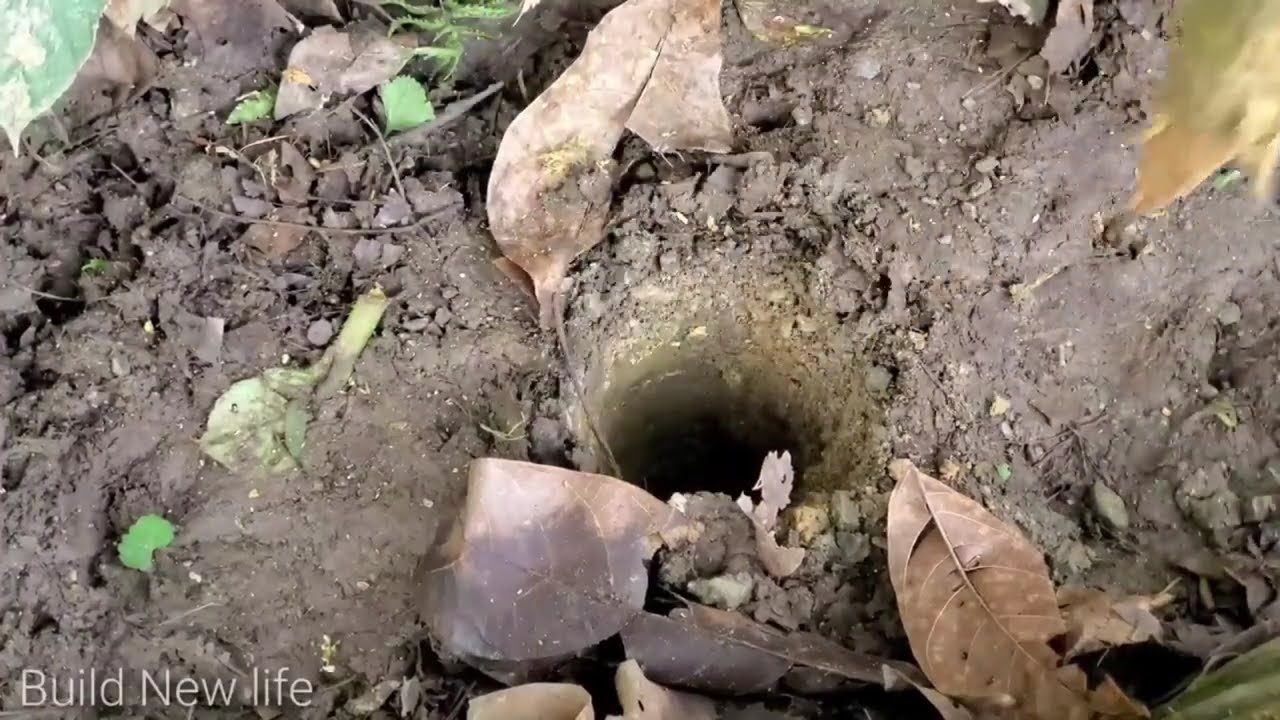 The Process of Living Alone in the Forest and Building a Wooden House